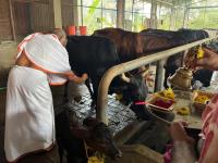 Go-Pujana at Kembre Farm Goshala (Pictures courtesy Shri Jnanesh Bhat Hattangadi)